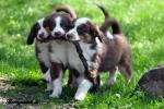 Biete Miniature Australian Shepherd