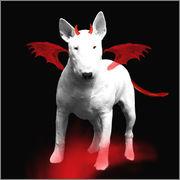 Biete Miniature Bullterrier