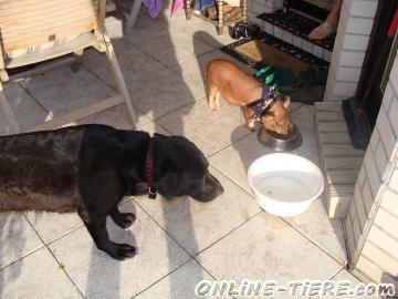 Biete Minischwein