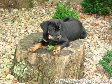 Biete Mischling, Dalmatiner, Rottweiler