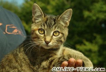 Biete Mischling, Freig&auml;nger, Kitten