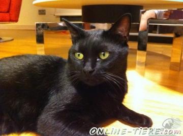 Biete Mischling,Hauskatze,Kater