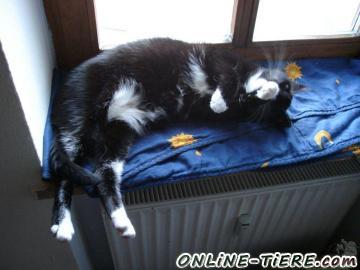 Biete Mischling,Hauskatze,Kater