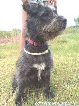 Biete Mischling, H&uuml;ndin, 1 Jahr alt,35-45 cm