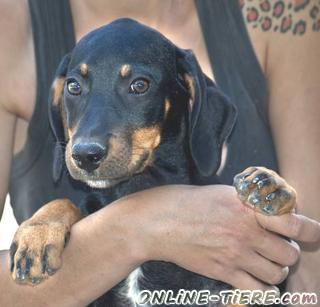 Biete Mischling,H&uuml;ndin, 4 Monate alt, Gr&ouml;&szlig;e:45-55cm