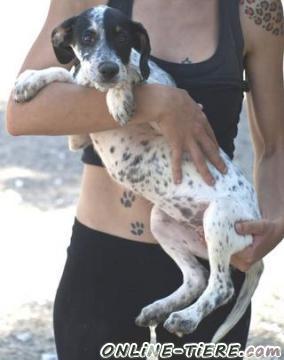 Biete Mischling,H&uuml;ndin, 4 Monate alt, Gr&ouml;&szlig;e:50-60cm