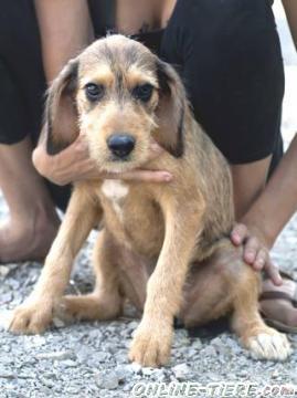 Biete Mischling,H&uuml;ndin, 4 Monate alt, Gr&ouml;&szlig;e:50-60cm