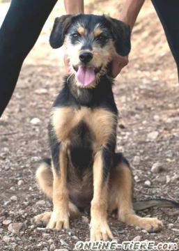 Biete Mischling, H&uuml;ndin, cca 5. Monate alt,Gr&ouml;&szlig;e:50-60cm