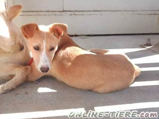 Biete Mischling,R&uuml;de,4 Monate alt,45-55 cm