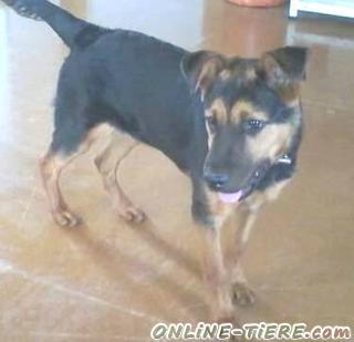 Biete Mischling, R&uuml;de, 7 Monate alt, Gr&ouml;&szlig;e:50-60 cm