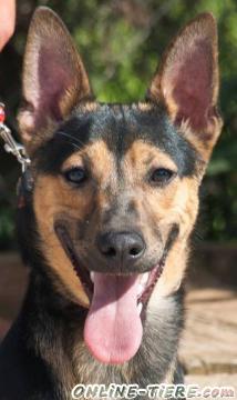 Biete Mischling, R&uuml;de,9 Monate alt, Gr&ouml;&szlig;e:35-45 cm