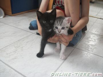 Biete Mischlingk&auml;tzchen