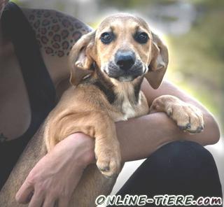 Biete Mischlingswelpe,H&uuml;ndin, 4 Monate alt,Gr&ouml;&szlig;e:50-60