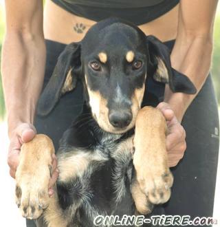 Biete Mischlingswelpe,H&uuml;ndin, 4 Monate alt,Gr&ouml;&szlig;e:60-70