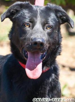 Biete Mischlingswelpe,R&uuml;de, 1 Jahr alt,55-65 cm,Ausreisefertig Juli/August14, Reservierung jetzt m&ouml;glich