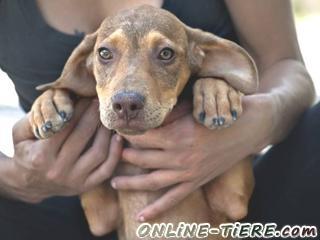 Biete Mischlingswelpe,R&uuml;de, 4 Monate alt,Gr&ouml;&szlig;e:50-60