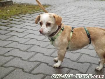 Biete Mix