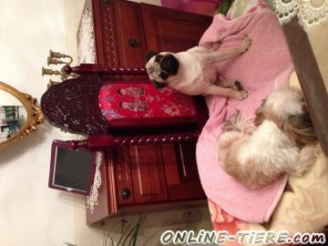 Biete Mops, H&uuml;ndin