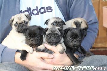 Biete Mops