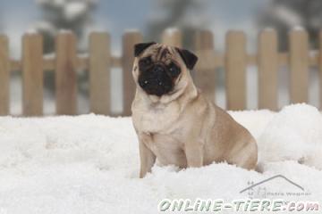 Suche Mops