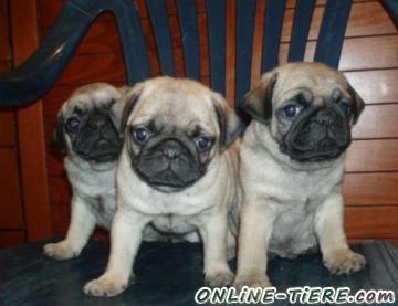 Biete Mops
