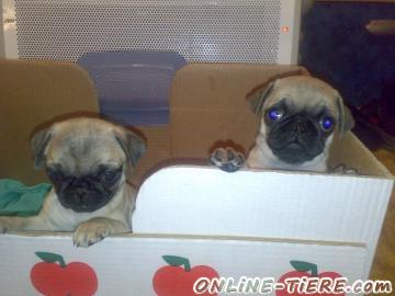 Biete Mops