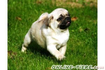 Biete Mops