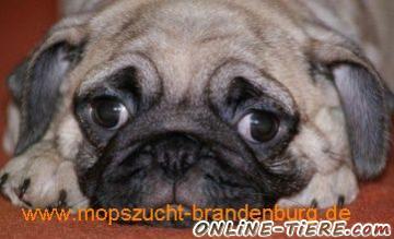 Biete Mopswelpen,Mops,Mops Welpen