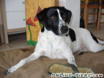 Biete M&uuml;nsterl&auml;nder-Mischling