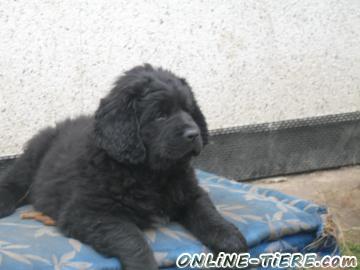 Biete Neufundländer / Kuvasz