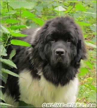 Biete Neufundl&auml;nder