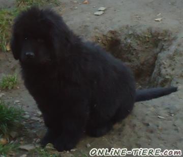 Biete Neufundl&auml;nder