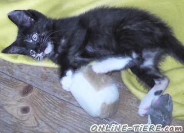 Biete Norgwegische Waldkatze,Siam,Thai,