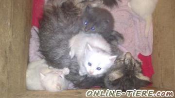 Biete Norweger- Perser- Mixkitten