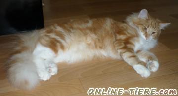 Biete Norwegische Waldkatze