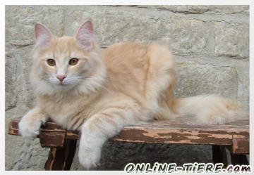 Biete Norwegische Waldkatzen