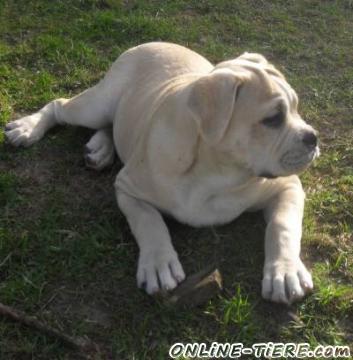 Biete Old English Bulldog