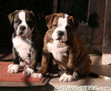 Biete Olde English Bulldogge