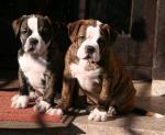 Biete Olde English Bulldogge