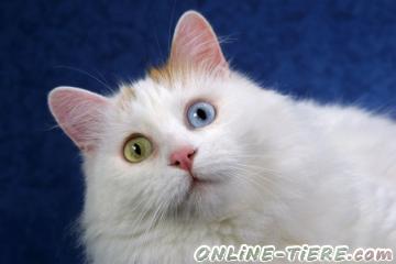 Biete Orig. t&uuml;rkischer Van Kater