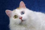Biete Orig. t�rkischer Van Kater