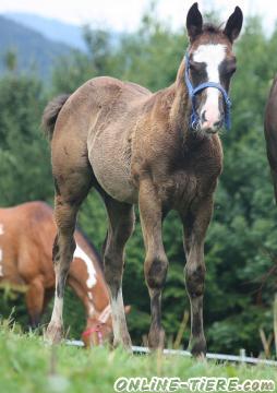 Biete Paint Horse