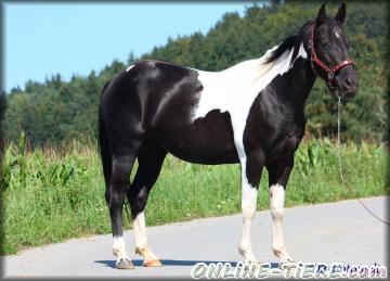 Biete Paint Horse