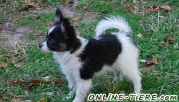 Biete Papillon