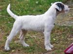 Biete Parson Russell Terrier