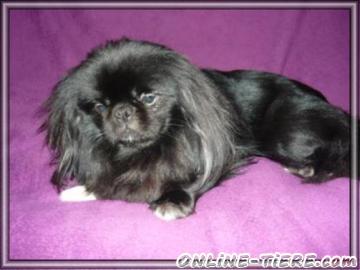 Biete Pekinese, Deckrüde