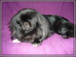 Biete Pekinese, Deckrde