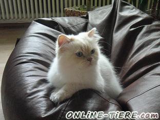 Biete Perser
