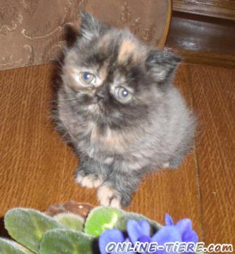 Biete Perserkatze, BKH Mix
