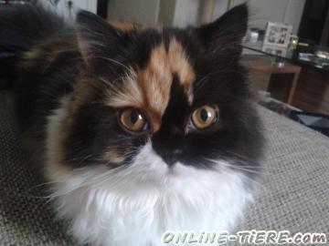 Suche Persermix (glückskatze)